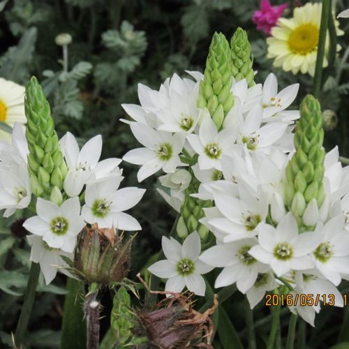 オーニソガラムの花言葉 結婚式にぴったり 花の特徴や品種は Greensnap グリーンスナップ